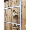 Image 3 : Axis Deer Half Body Taxidermy Mount