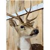 Image 4 : Axis Deer Half Body Taxidermy Mount