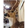 Image 5 : Axis Deer Half Body Taxidermy Mount