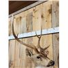 Image 6 : Axis Deer Half Body Taxidermy Mount