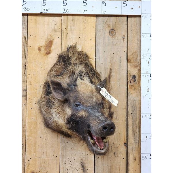 Wild Boar Hog Shoulder Mount Taxidermy