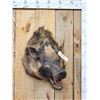Image 1 : Wild Boar Hog Shoulder Mount Taxidermy