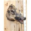 Image 2 : Wild Boar Hog Shoulder Mount Taxidermy