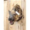 Image 3 : Wild Boar Hog Shoulder Mount Taxidermy