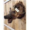 Image 4 : Wild Boar Hog Shoulder Mount Taxidermy