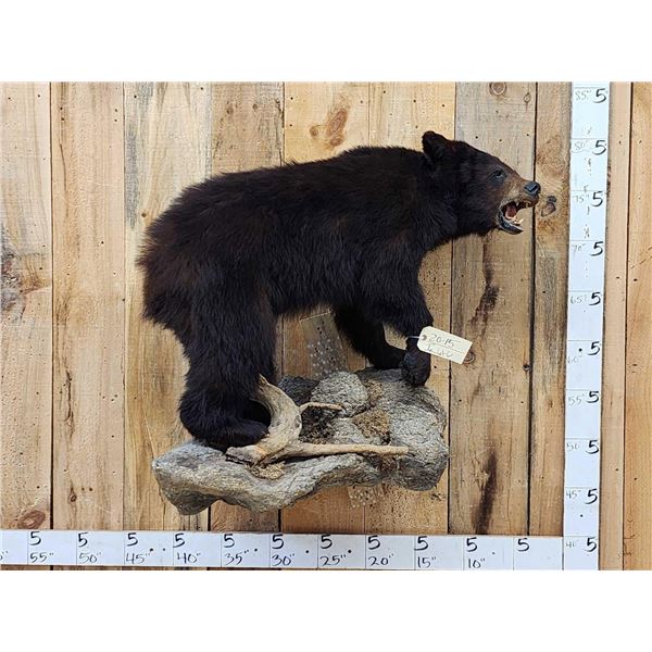 Juvenile Black Bear Full Body Taxidermy Mount