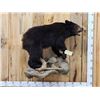 Image 1 : Juvenile Black Bear Full Body Taxidermy Mount