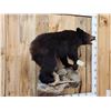 Image 2 : Juvenile Black Bear Full Body Taxidermy Mount