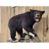 Image 3 : Juvenile Black Bear Full Body Taxidermy Mount