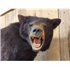 Image 4 : Juvenile Black Bear Full Body Taxidermy Mount