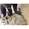 Image 5 : Juvenile Black Bear Full Body Taxidermy Mount