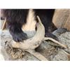 Image 6 : Juvenile Black Bear Full Body Taxidermy Mount
