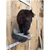 Image 7 : Juvenile Black Bear Full Body Taxidermy Mount