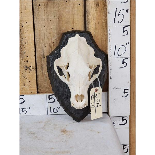 Black Bear Skull On Plaque Taxidermy