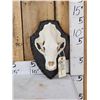 Image 1 : Black Bear Skull On Plaque Taxidermy