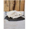 Image 2 : Black Bear Skull On Plaque Taxidermy