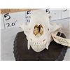 Image 4 : Black Bear Skull On Plaque Taxidermy