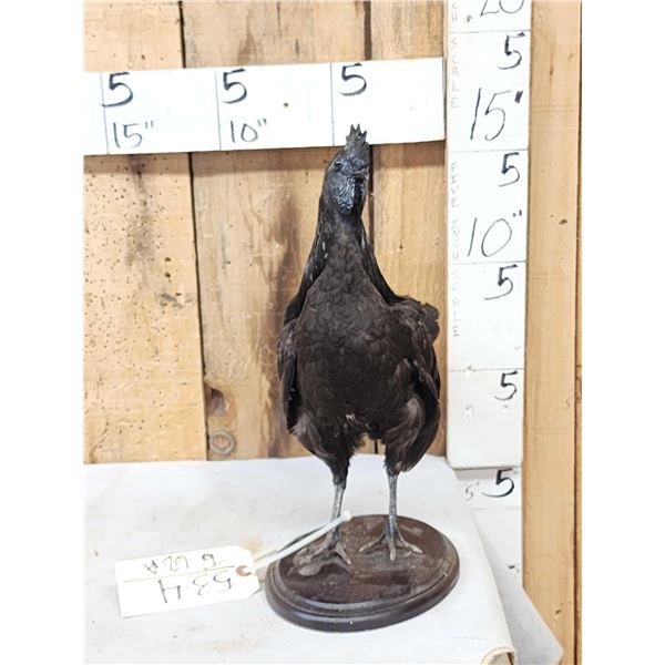 Ayam Cemani Black Rooster Chicken Full Body Bird Taxidermy