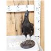 Image 1 : Ayam Cemani Black Rooster Chicken Full Body Bird Taxidermy