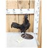 Image 2 : Ayam Cemani Black Rooster Chicken Full Body Bird Taxidermy