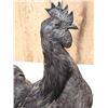 Image 3 : Ayam Cemani Black Rooster Chicken Full Body Bird Taxidermy