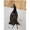 Image 6 : Ayam Cemani Black Rooster Chicken Full Body Bird Taxidermy