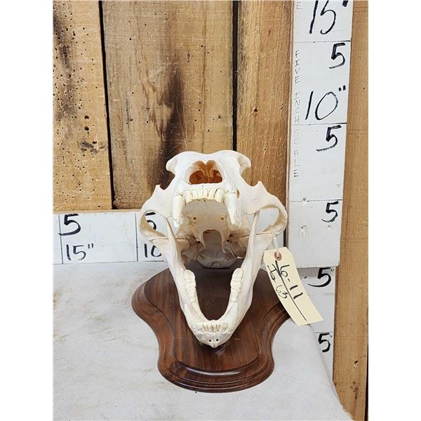 Russian Brown Bear Skull Taxidermy