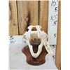 Image 1 : Russian Brown Bear Skull Taxidermy