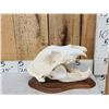 Image 2 : Russian Brown Bear Skull Taxidermy