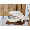 Image 3 : Russian Brown Bear Skull Taxidermy