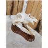 Image 4 : Russian Brown Bear Skull Taxidermy