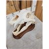 Image 5 : Russian Brown Bear Skull Taxidermy