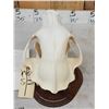 Image 6 : Russian Brown Bear Skull Taxidermy