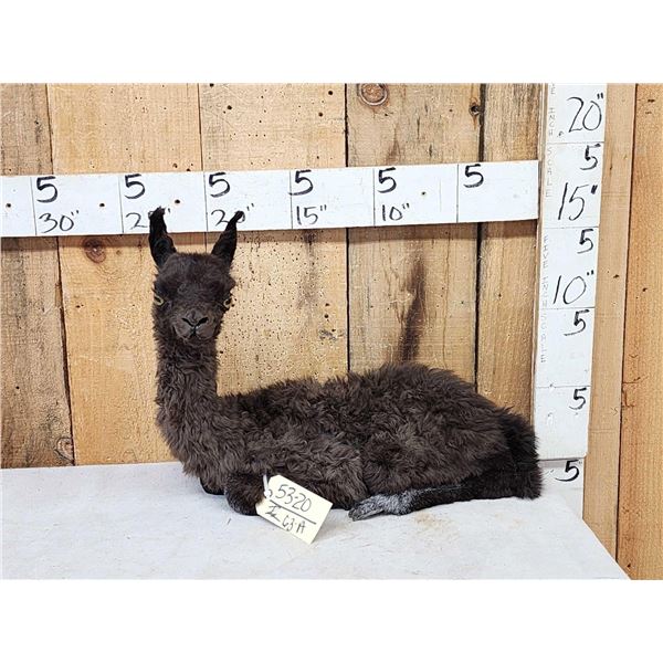 Baby Alpaca Full Body Taxidermy Mount