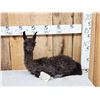Image 1 : Baby Alpaca Full Body Taxidermy Mount