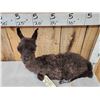 Image 2 : Baby Alpaca Full Body Taxidermy Mount