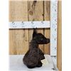 Image 3 : Baby Alpaca Full Body Taxidermy Mount