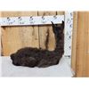 Image 4 : Baby Alpaca Full Body Taxidermy Mount