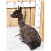 Image 5 : Baby Alpaca Full Body Taxidermy Mount