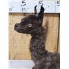 Image 6 : Baby Alpaca Full Body Taxidermy Mount