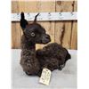 Image 7 : Baby Alpaca Full Body Taxidermy Mount
