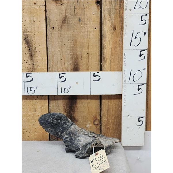Giant Sloth Cervical Vertebrae Fossilized Fossil