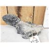 Image 2 : Giant Sloth Cervical Vertebrae Fossilized Fossil