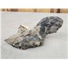 Image 6 : Giant Sloth Cervical Vertebrae Fossilized Fossil