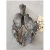 Image 7 : Giant Sloth Cervical Vertebrae Fossilized Fossil