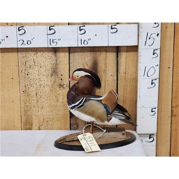 Mandarin Duck Full Body Bird Taxidermy