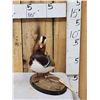 Image 3 : Mandarin Duck Full Body Bird Taxidermy