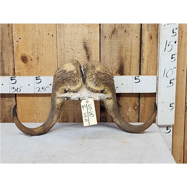 Musk Ox Horns On Skull Plate