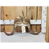 Image 1 : Musk Ox Horns On Skull Plate