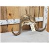 Image 2 : Musk Ox Horns On Skull Plate